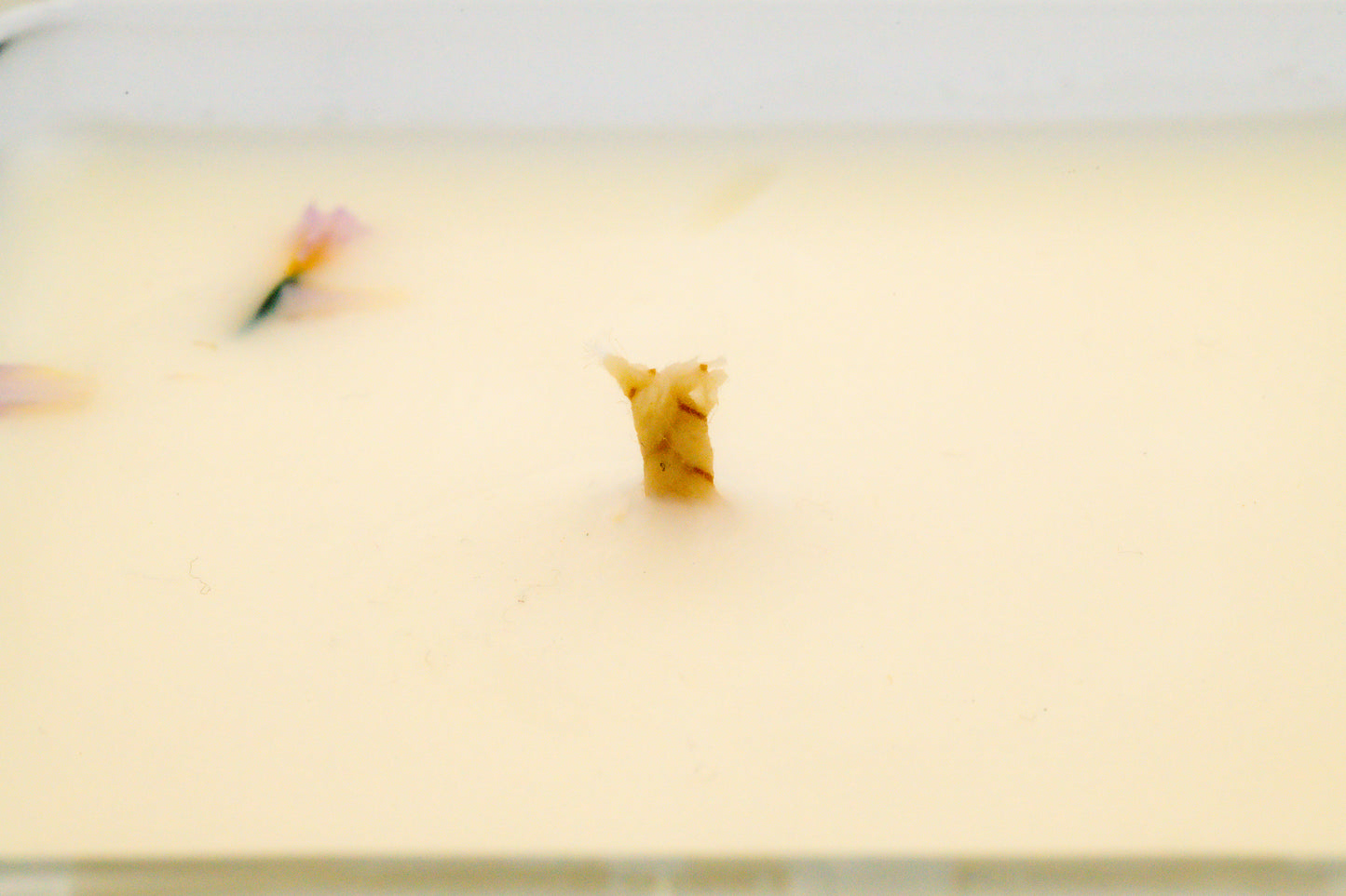 BUGG OFF - CITRONELLA